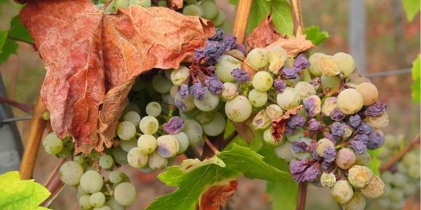 grapes bad for dogs and cats