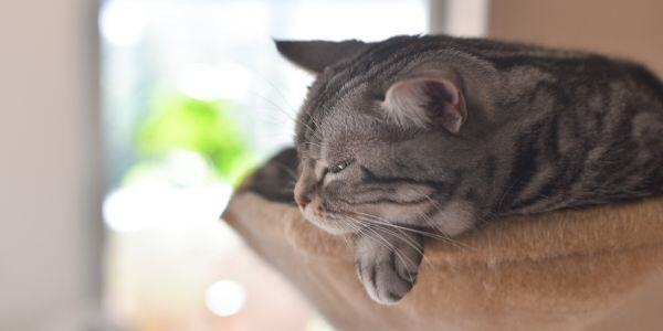 gray cat lying in a hammock indoors
