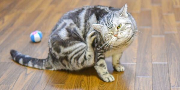 gray cat scratching behind ear