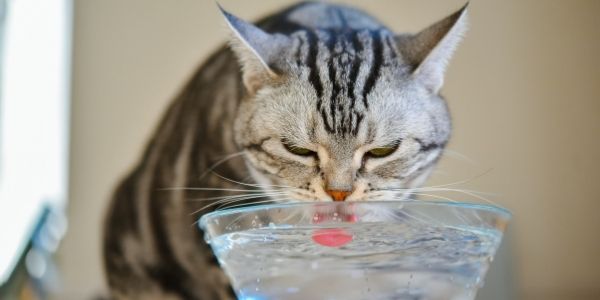 cat drinking cup