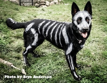 Skeleton Dog Design