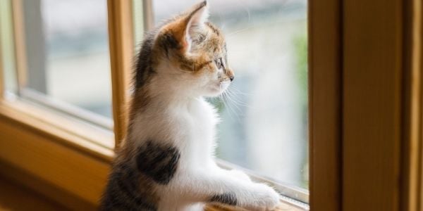 Preventing Your Cat From Falling Out The Window