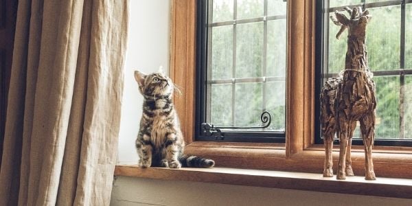 kitten on windowsill cat proofing home