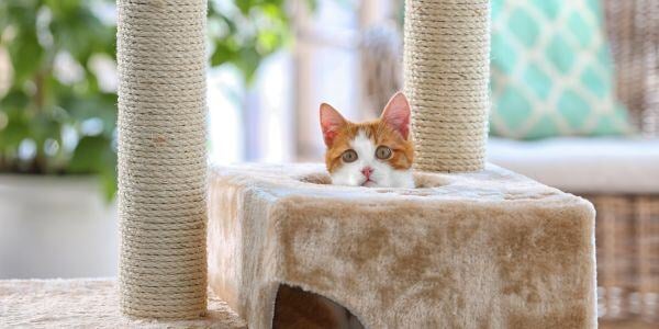 kitten poking head out of cat tree