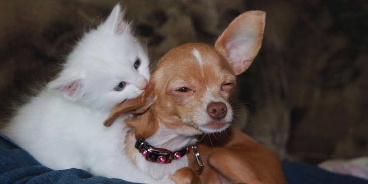 kitten with chihuahua