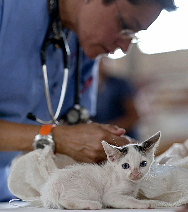 what-vaccines-does-my-kitten-need-catonsville-cat-clinic