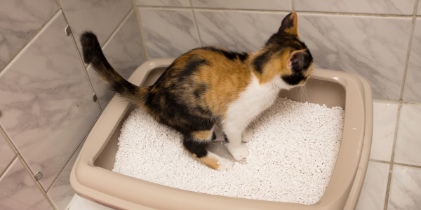 Litter Box Tips and Tricks for Every Cat Owner