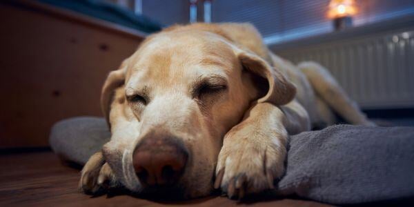 labrador retriever sleeping on his bed at night