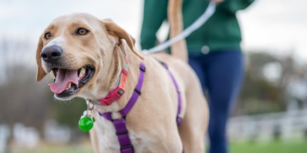 large lab mix dog on leashed walk