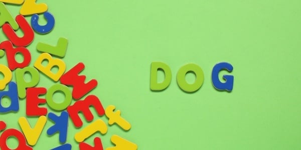 magnets spelling the word dog-