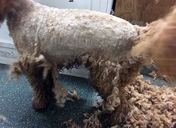 matted dog hair cut