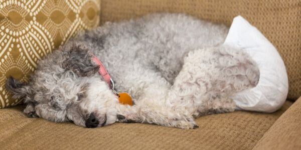 mixed poodle breed sleeping wearing a diaper