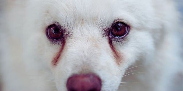 mixed white dog breed with tear stains on face