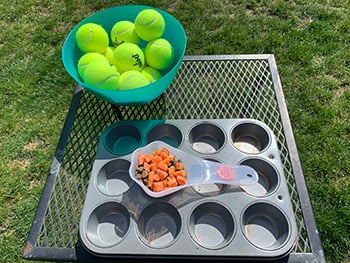 The Muffin Tin Game - Mental Enrichment for Your Dog 
