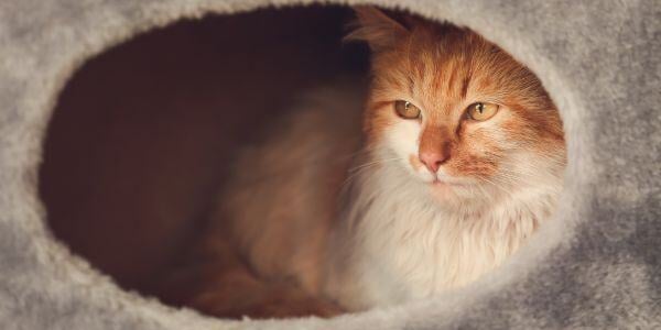 old cat tucked away in a cat cave