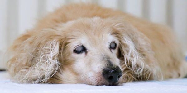 old dog with lenticular sclerosis