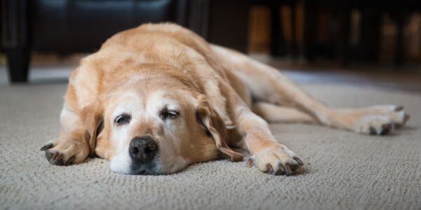 old labrador sleeping on the carpet