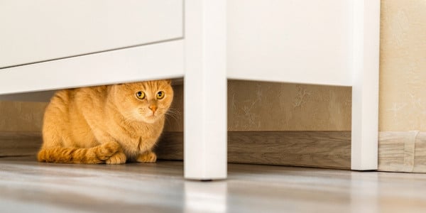 orange cat hiding under a dresser