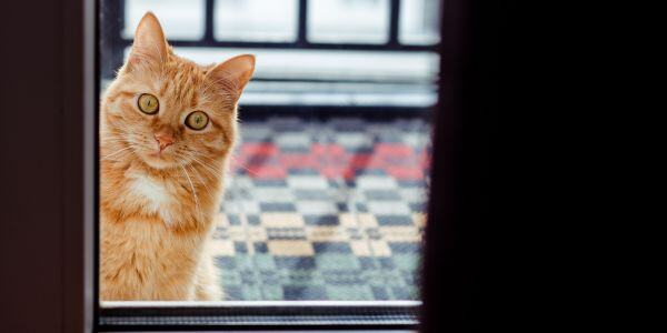 orange cat looking in the glass door from outside