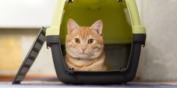 orange cat sitting in a carrier with no door