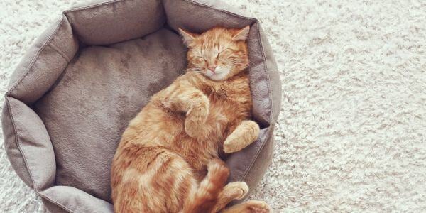 orange cat sleeping in a bed