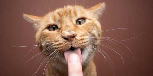 orange cat with wet treat on its nose