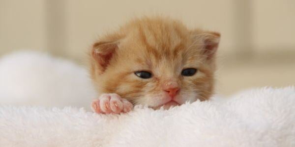 orange kitten lying on white blanket