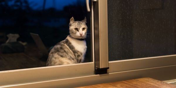 outdoor cat waiting at door to come in at night