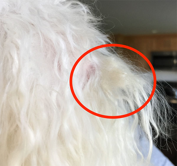 dog hair clumps