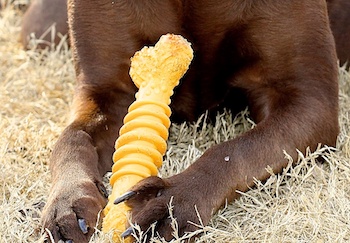 is it ok for dogs to eat nylon bones