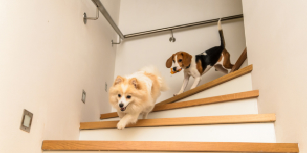 https://www.preventivevet.com/hs-fs/hubfs/pomeranian%20and%20beagle%20running%20together%20down%20stairs%20600%20canva.jpg?width=600&height=300&name=pomeranian%20and%20beagle%20running%20together%20down%20stairs%20600%20canva.jpg