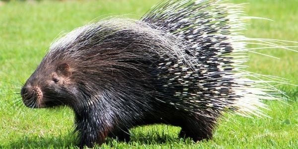 Porcupine Quills in Dogs and Their Dangers