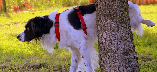 Toilet training outlet an older dog