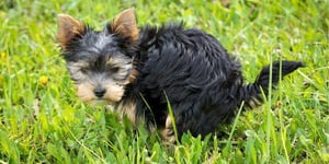 chiot faisant la toilette à l'extérieur