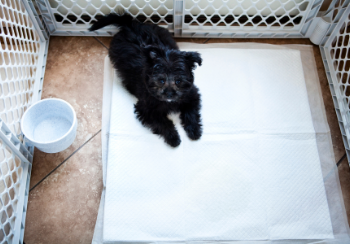 Training Your Dog To Stop Using Potty Pads
