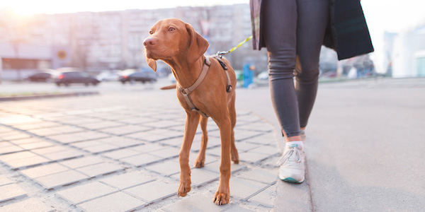 gentle leader front harness