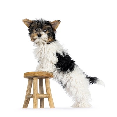 puppy practicing paws up on stool 400 shutterstock