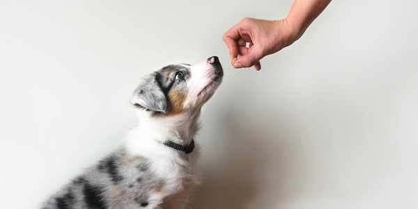 puppy practicing the sit to stand skill