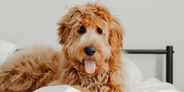 Puppy-Proofing Your Home: 4 Things You Should Know - Toast Life