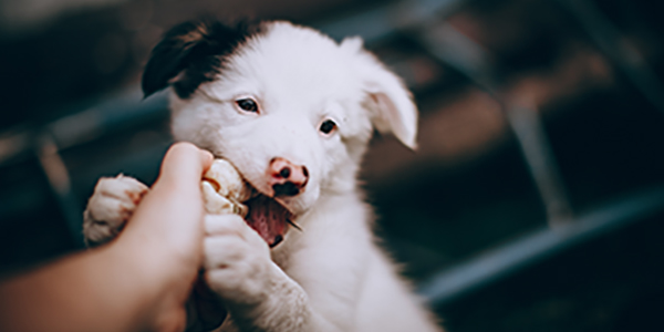 Puppy biting store clothes and hands