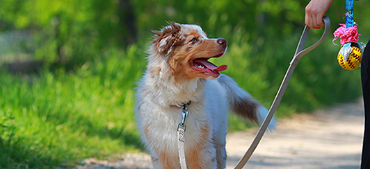 toy motivated dog training