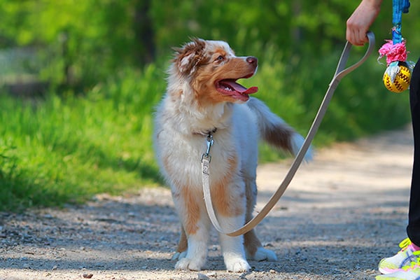 How to teach a dog its name without clearance treats