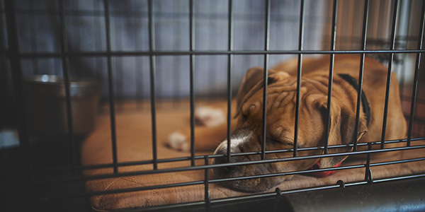 puppy in kennel
