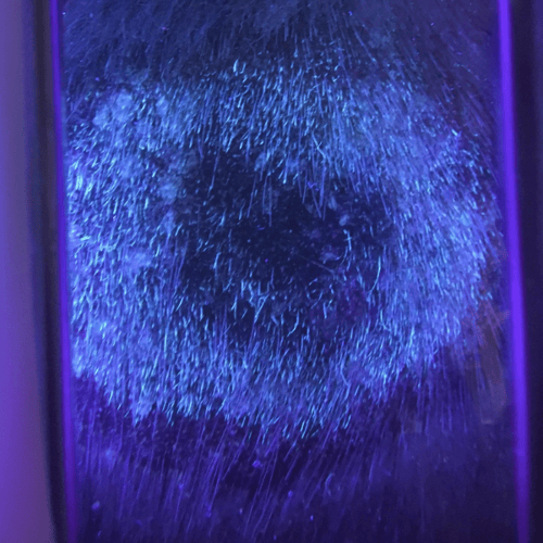 ringworm on cat fluorescing with woods lamp