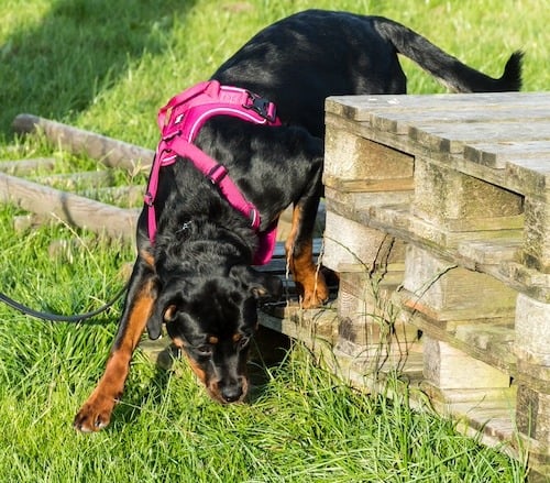 rottweiler nose work outdoors