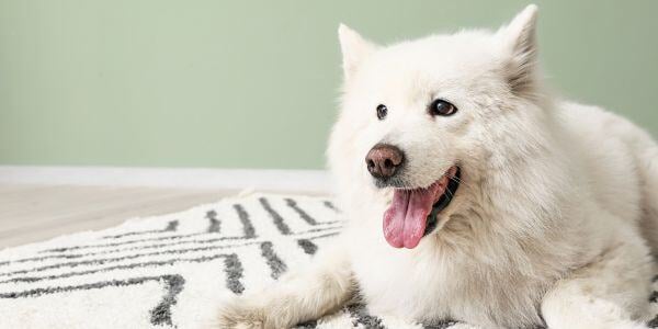 samoyed dog lying on a carpet mat