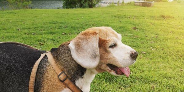 senior beagle panting while trying to go potty outside-canva