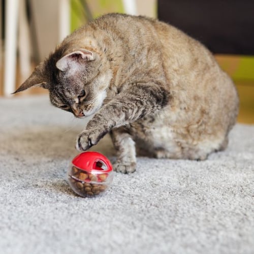 Catit Senses 2.0 Digger Interactive Slow Feeder - Turn Mealtime Into Play Time