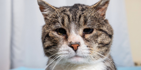 senior cat with poor vision