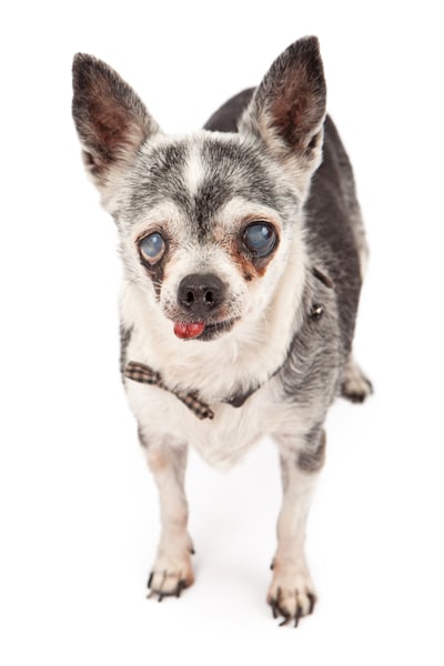 do chihuahua get cataracts?